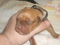 chiot 3 (HYPSO)