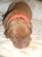 chiot 2 (HERCULE)